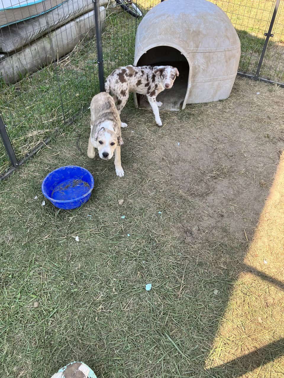 2 beautiful pups image 3
