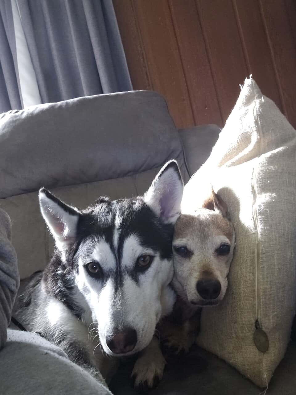 Husky named Noodle needs a new home image 7
