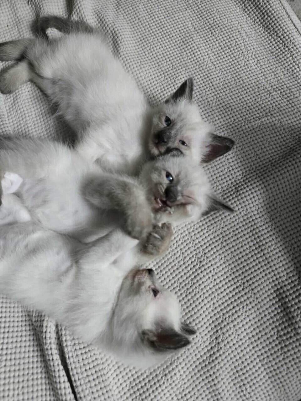 Beautiful Seal Point Siamese kittens image 5