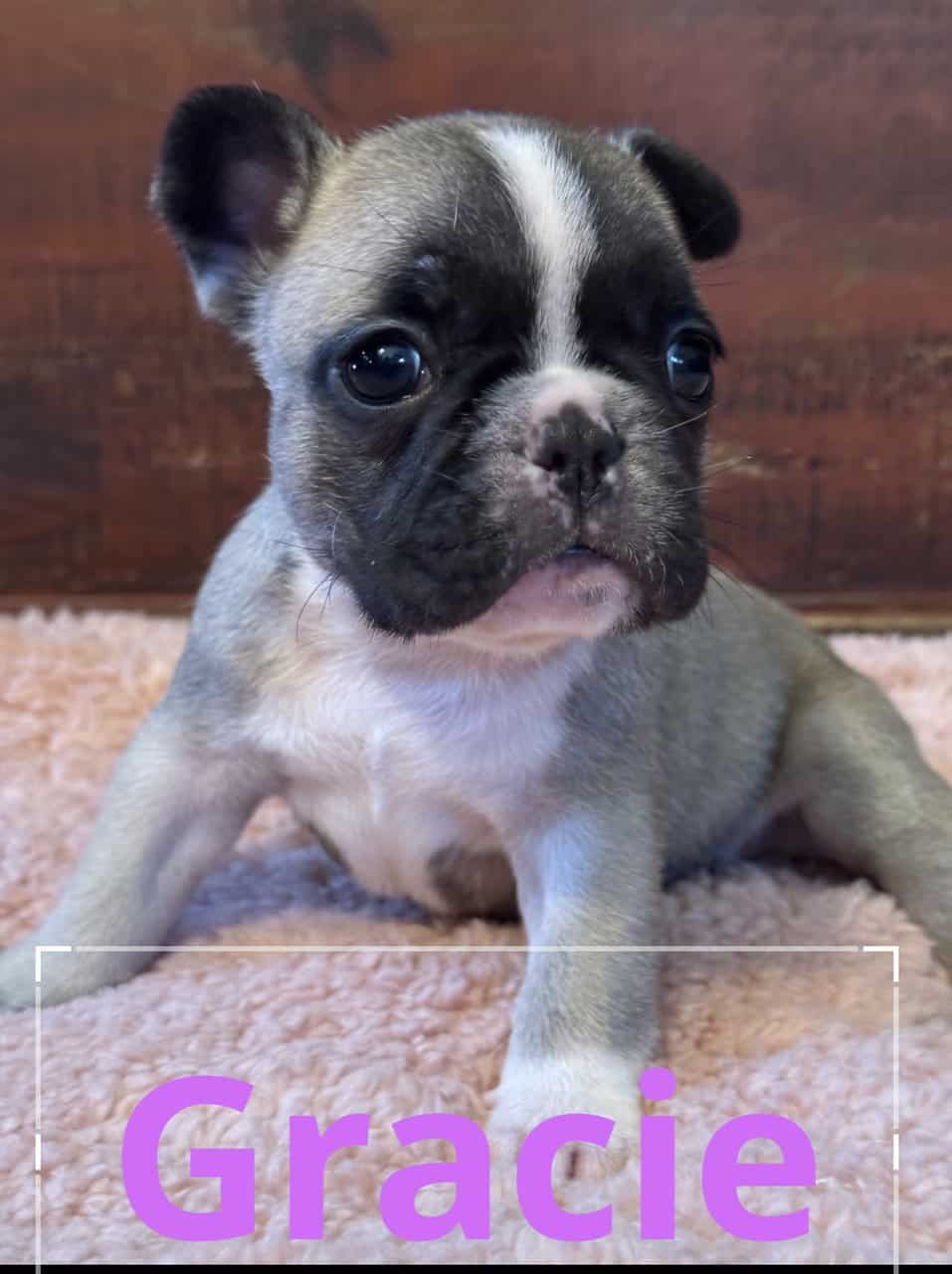 French Bulldog puppies image 7