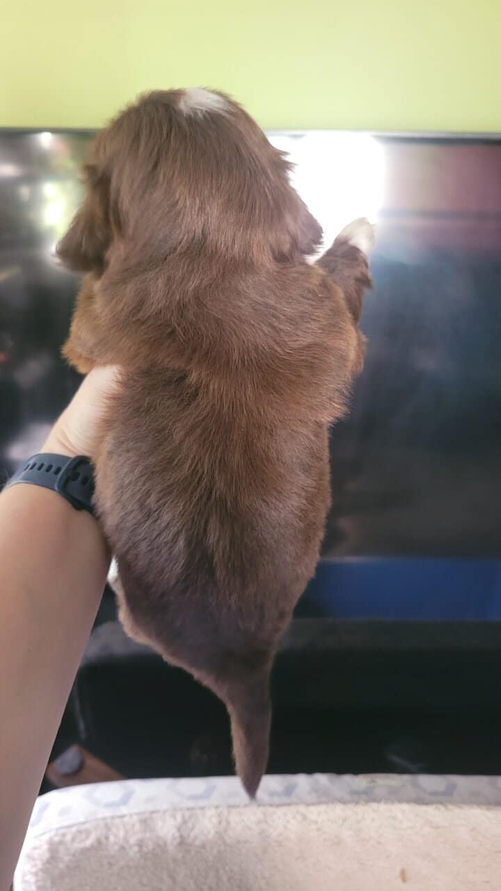 AKC Shih Tzu Puppies image 5