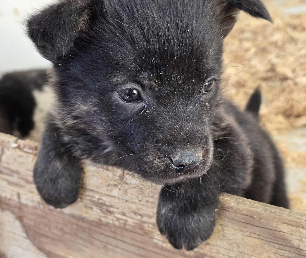 Corgi catahoula mix puppies image 5