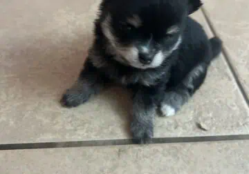 Say Hello to LIttle Bear Pomeranian