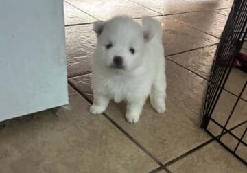 Say Hello to White Teary Pomeranian