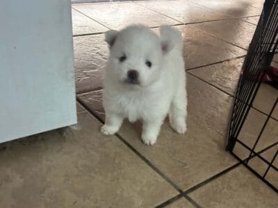 Say Hello to White Teary Pomeranian