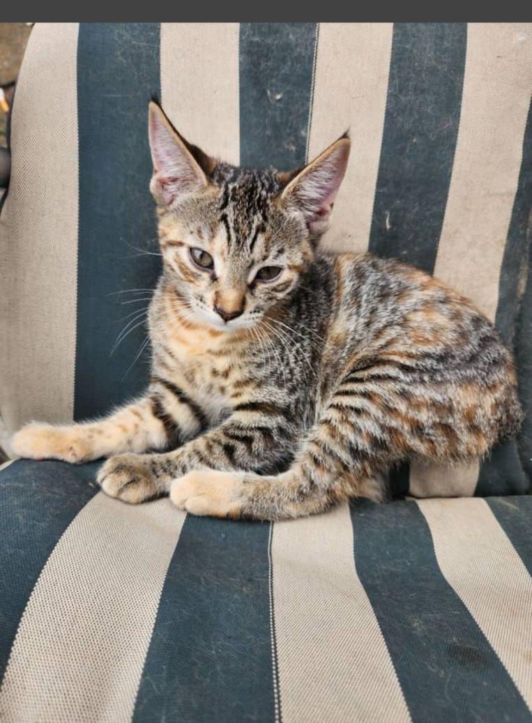 Kittens image 7