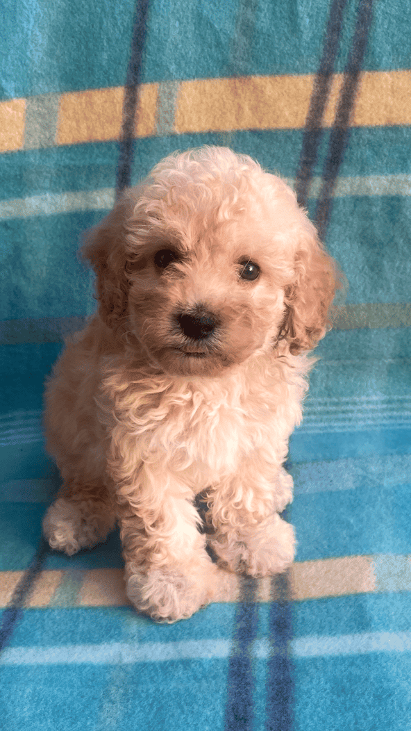 Precious boy Toy Poodle Puppy image 1