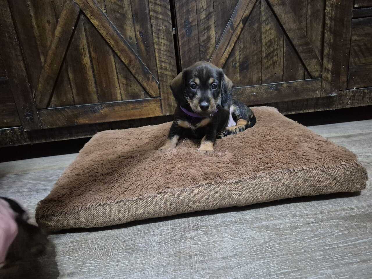 Wirehaired dachshund pups image 4