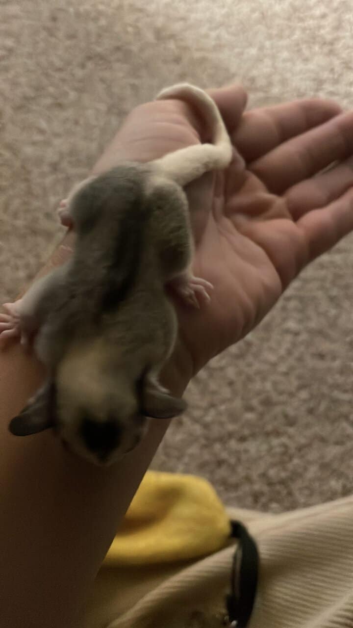 Sugar Glider Colony image 7