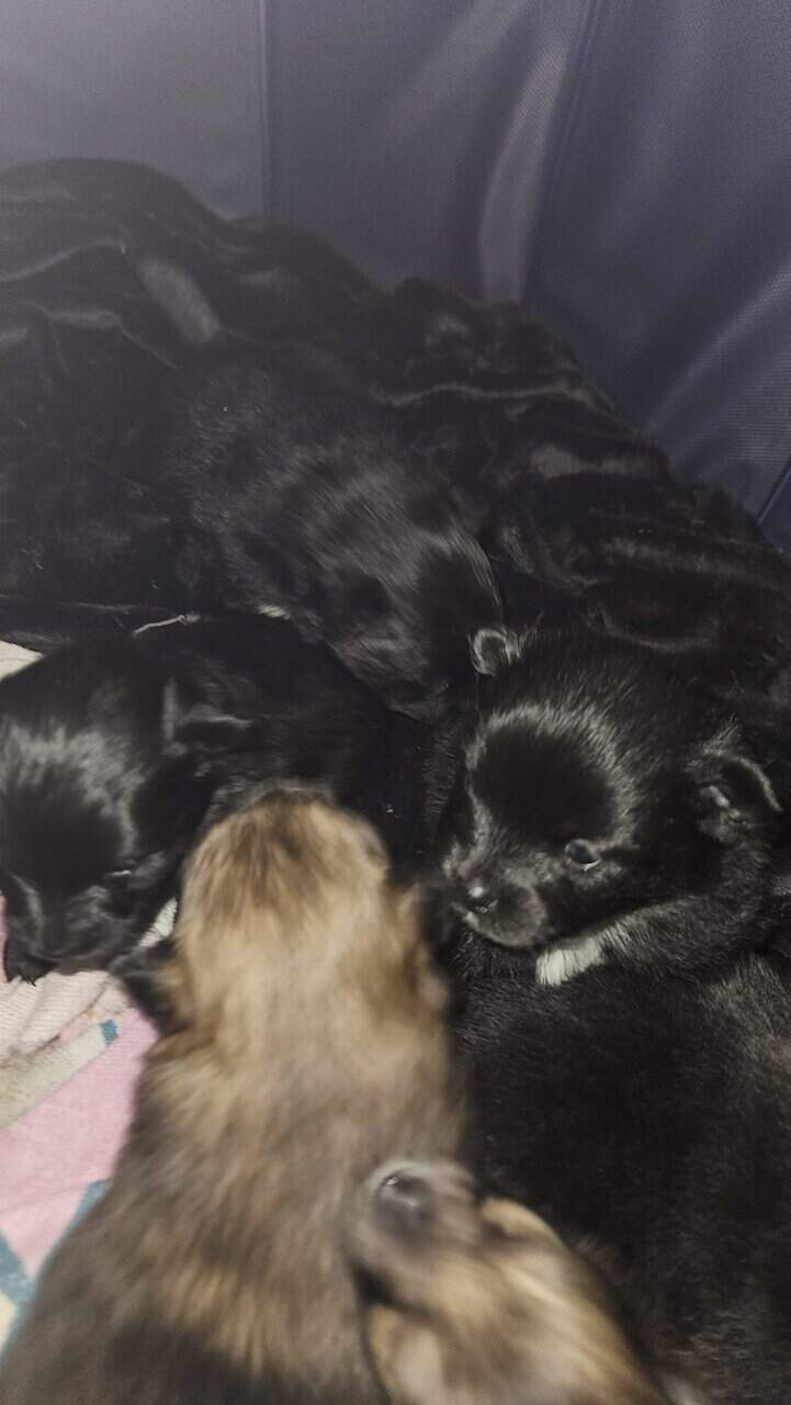 CKC 3 month old Pomeranian Puppies for sale image 6