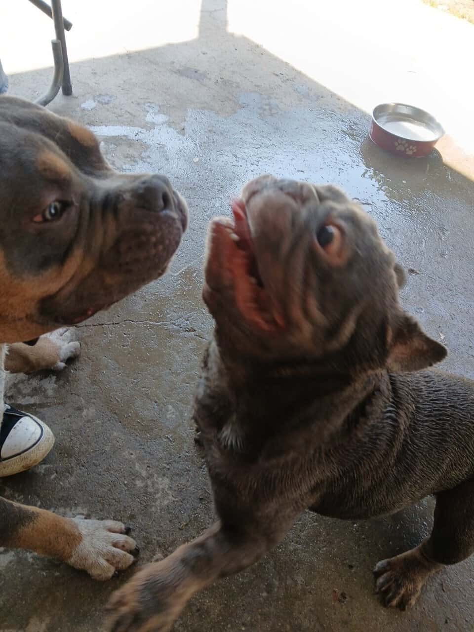 Frenchie image 3