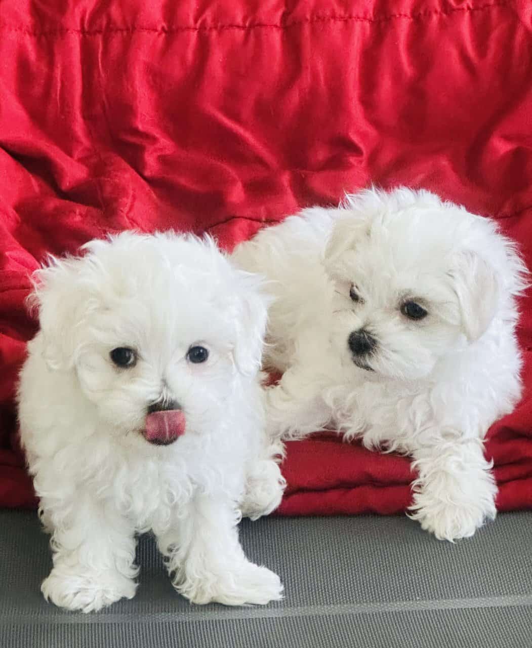 Maltese puppy image 3