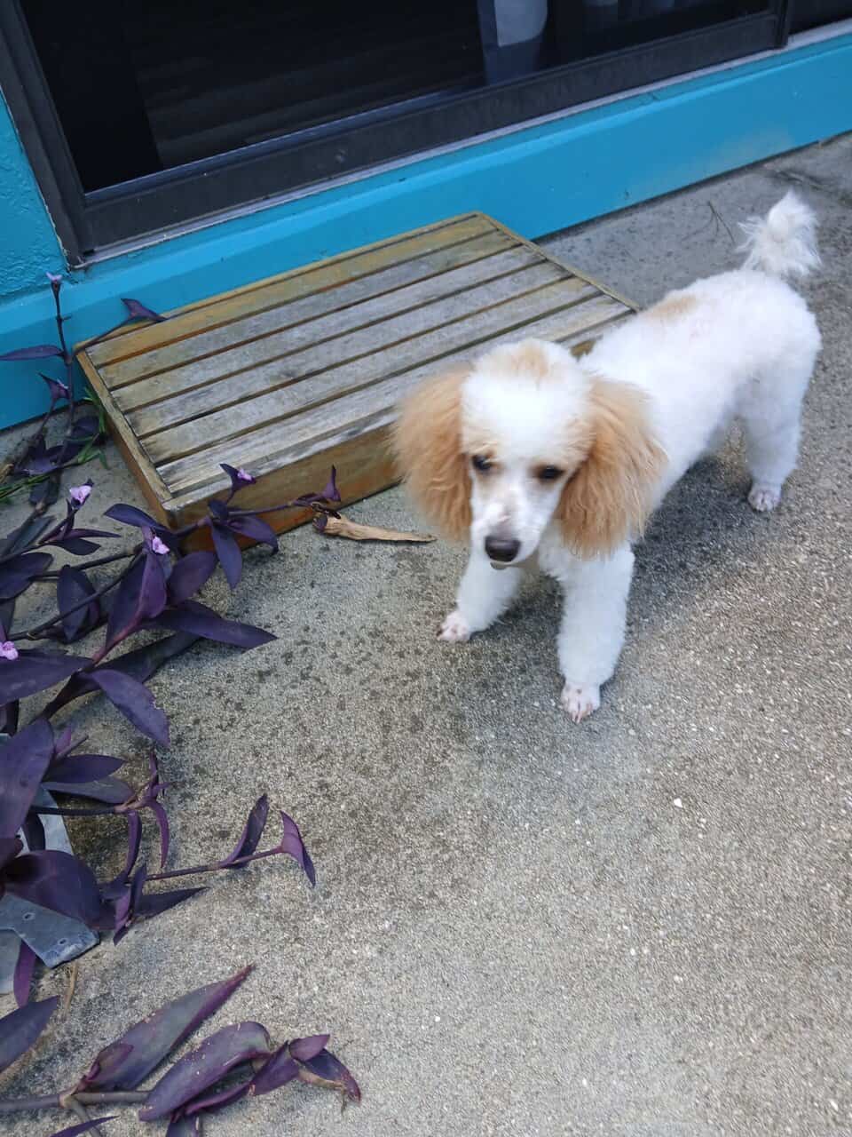Purebred and registered Toy Poodle for sale image 2