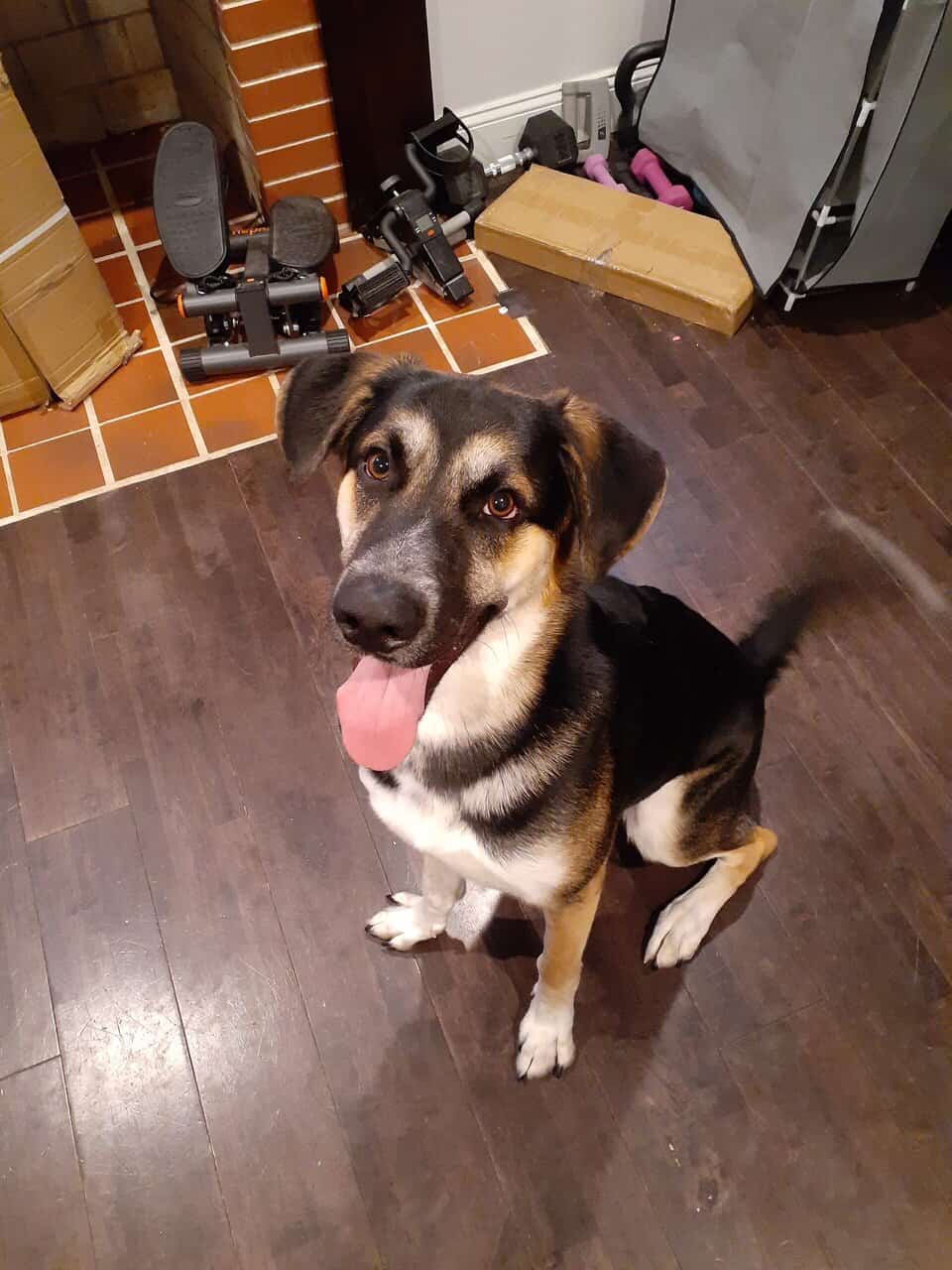 10 month old German Shepherd image 2
