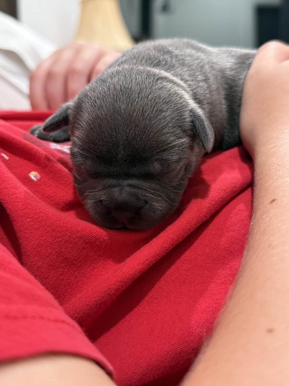 Staffordshire Bull Terrier Puppies For Sale image 6