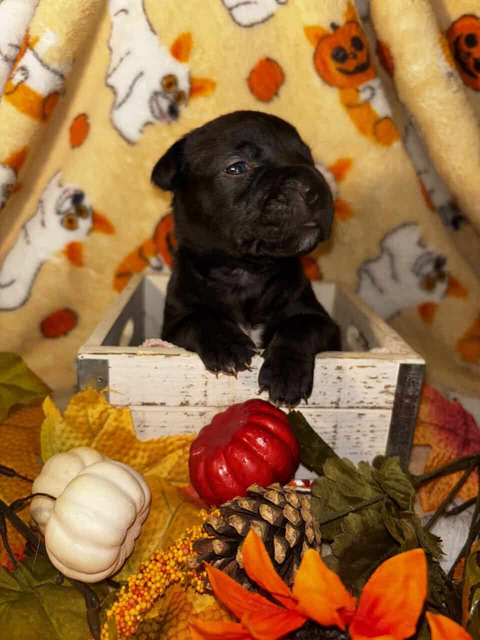 Pit mix Puppies image 5