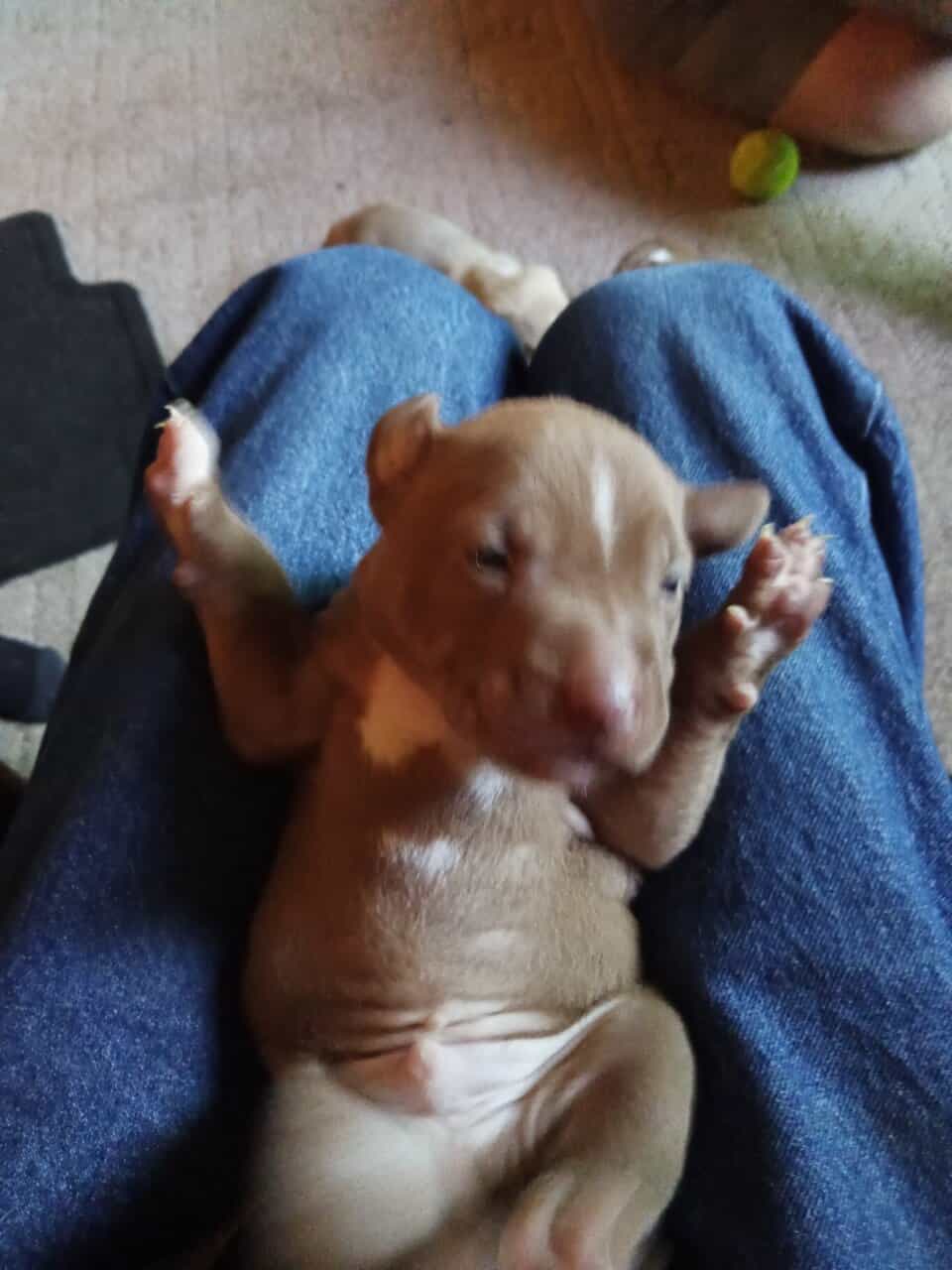 Pitbull puppies image 2