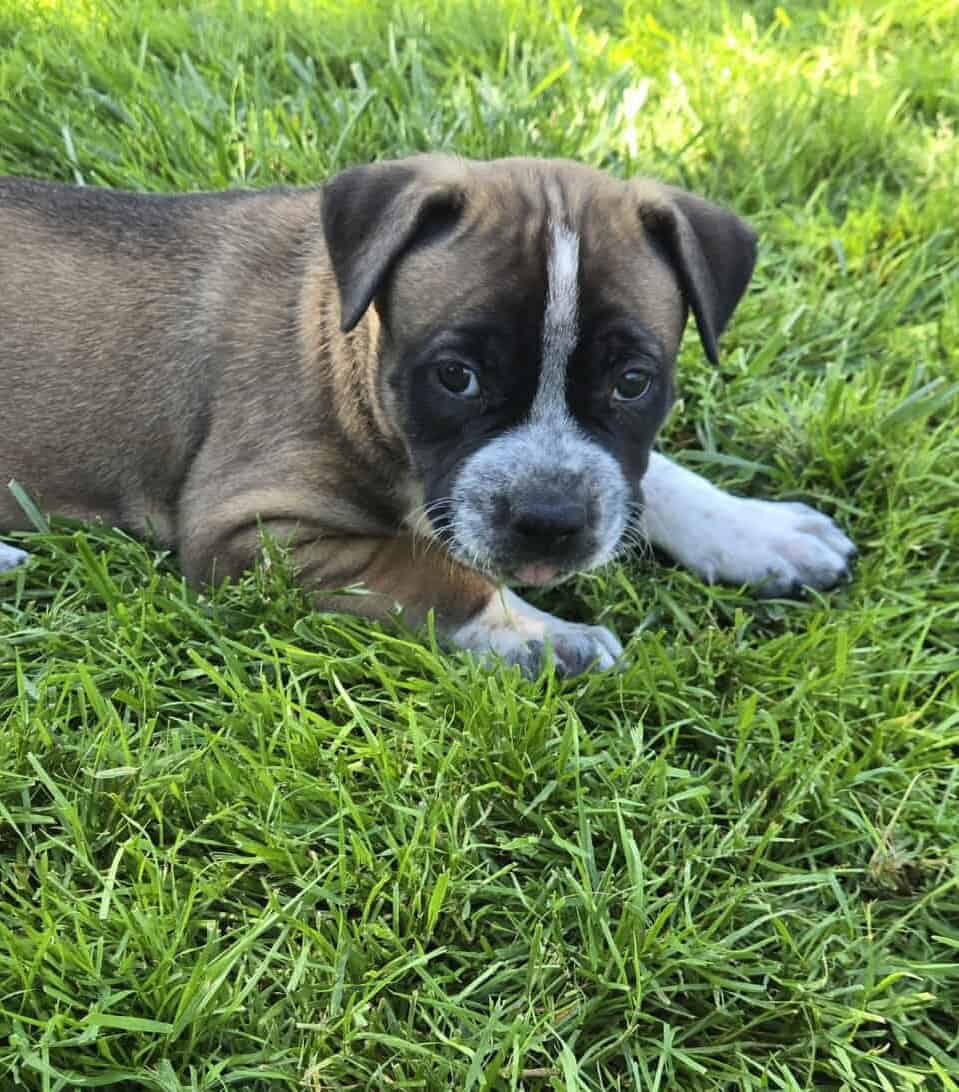 Mastiff/Dane/Pit/Lab mix puppies ❤️ image 1