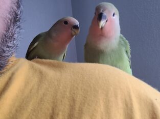 TAME PEACHFACE LOVEBIRD