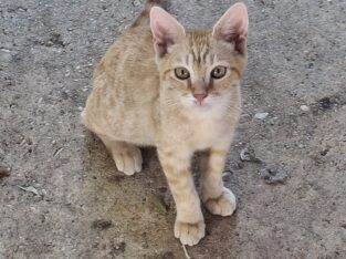 Kittens and cats looking for a good home.