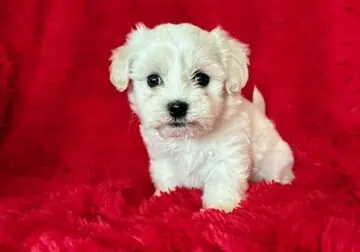 Maltese Puppies