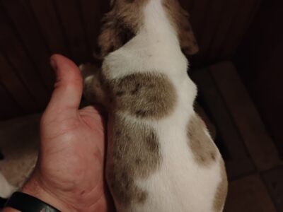 Dachshund/ Miniature Beagle Puppies