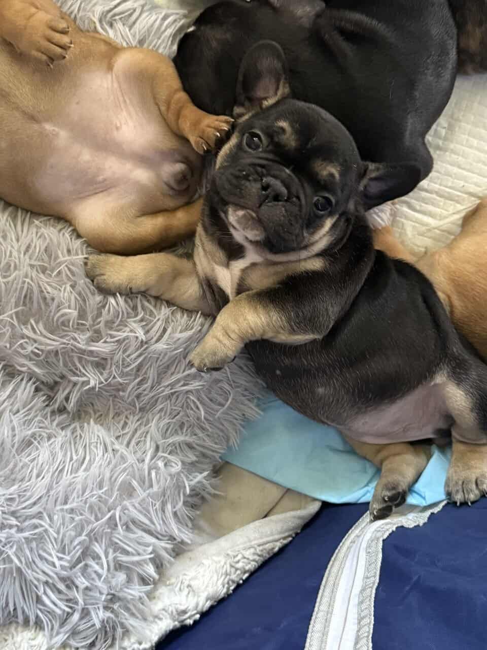 French Bull Dogs image 1