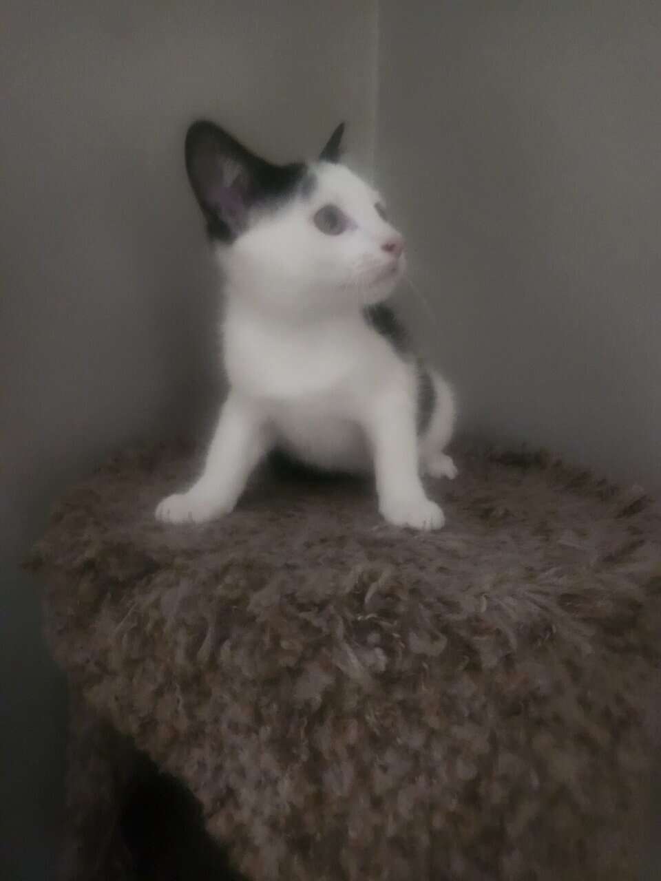 Kittens image 3