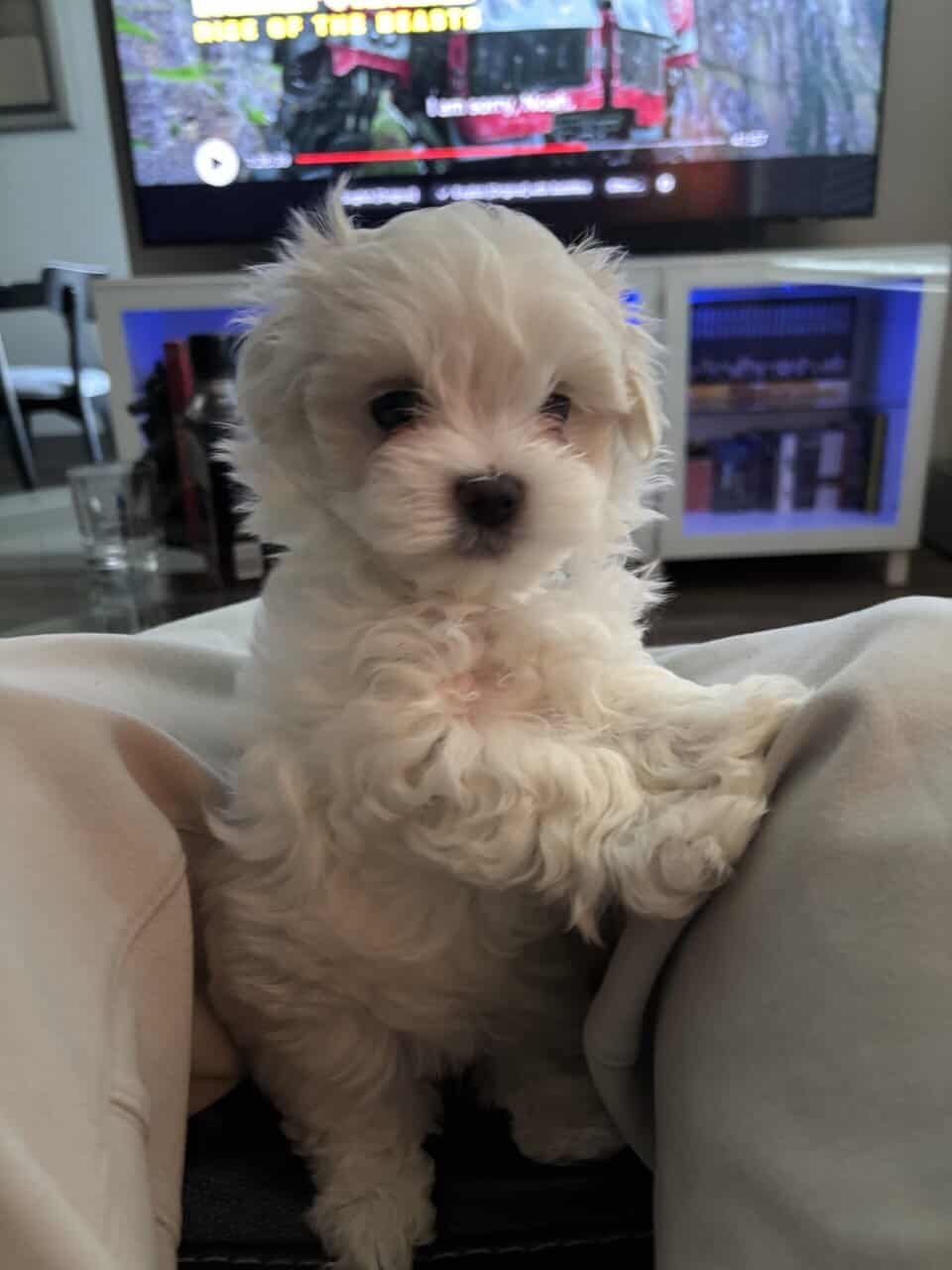 Maltese puppies image 2