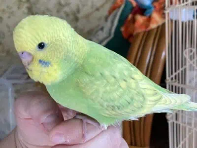 Hand Fed Budgies Available