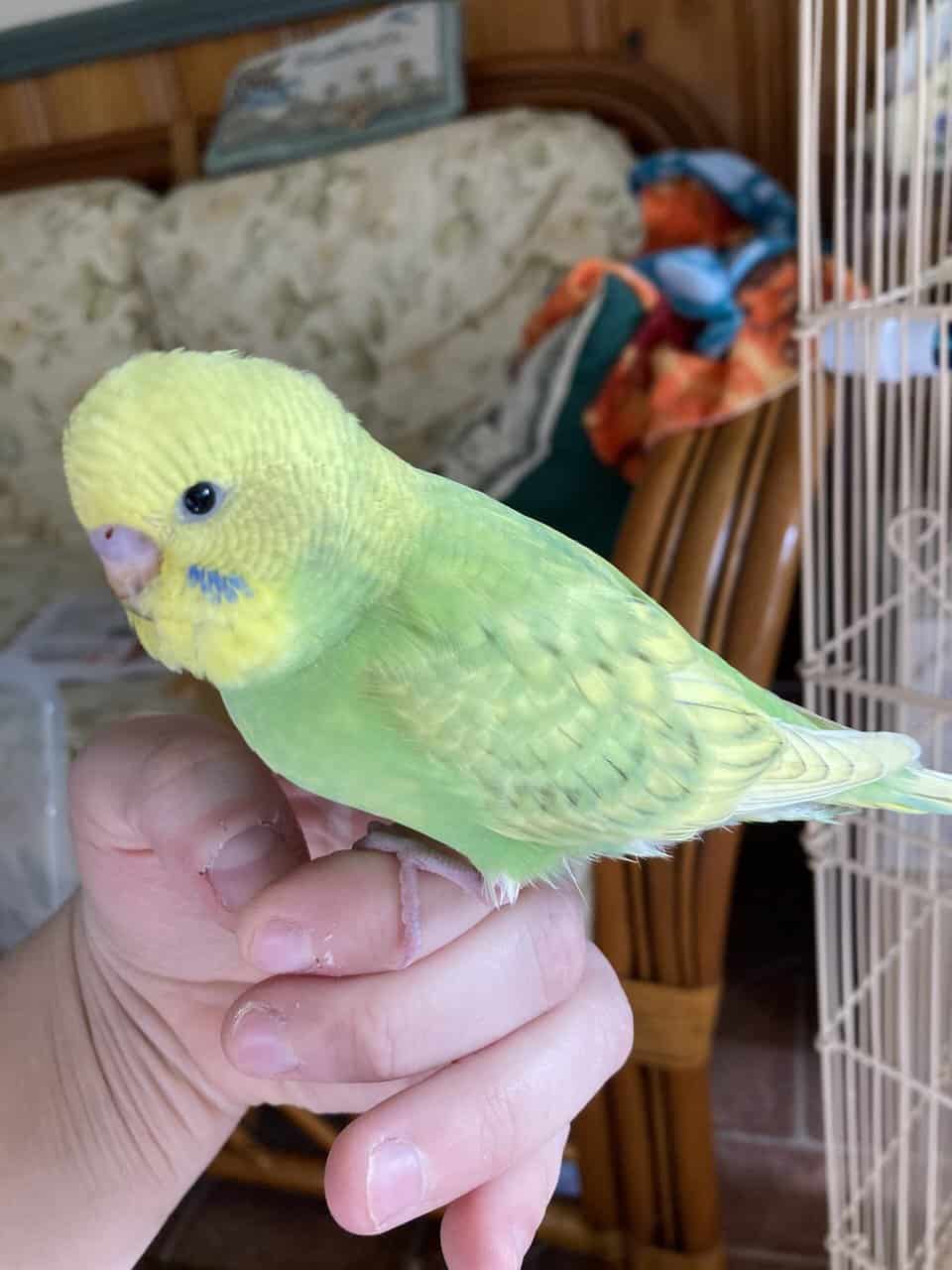 Hand Fed Budgies Available image 1
