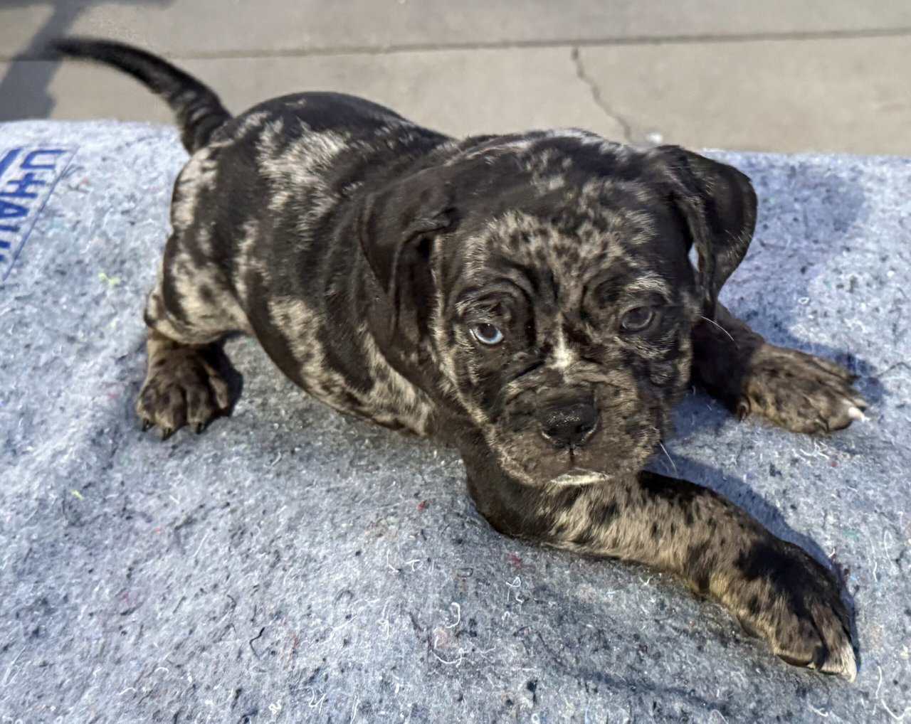 American Bully x English Bulldog Puppies – Unique image 6