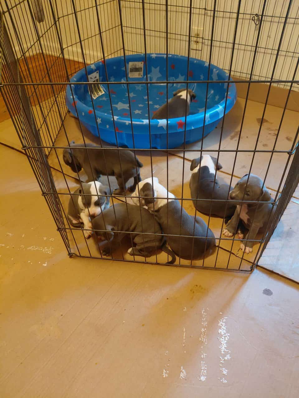Blue Fawn Puppies image 2