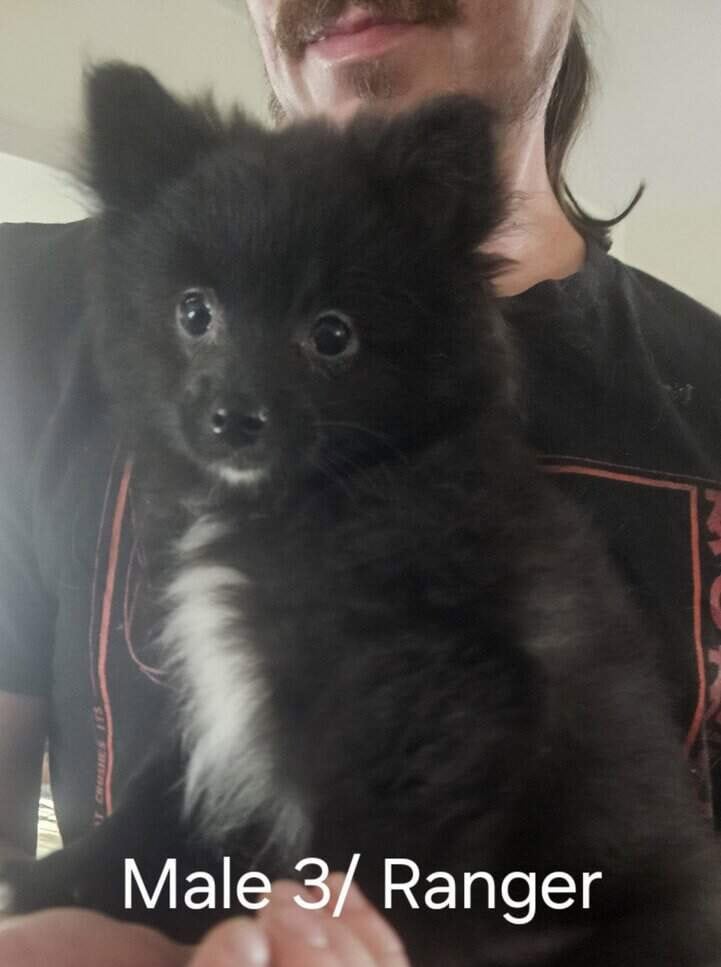CKC 3 month old Pomeranian Puppies for sale image 1