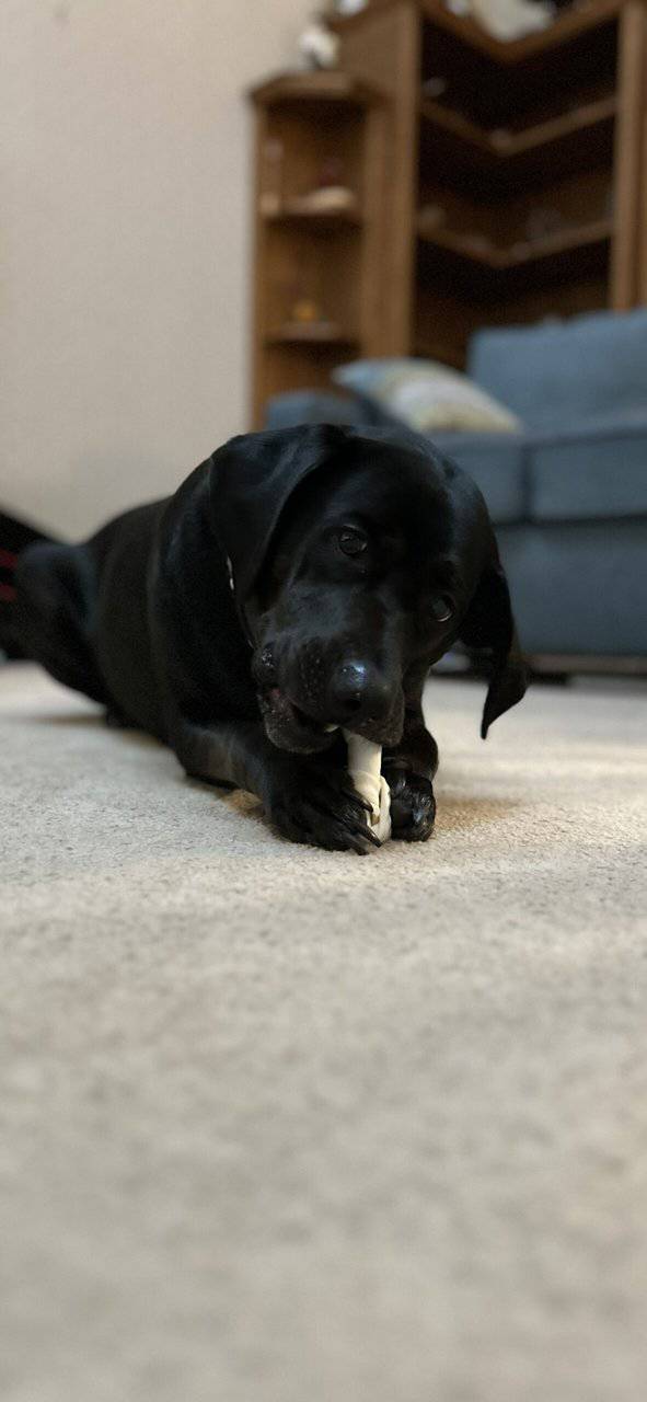 Sweet Black Lab Mix Looking for a Forever Home image 4