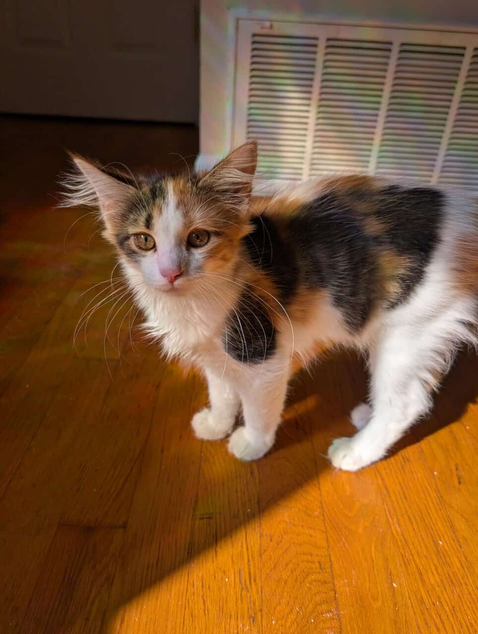 Maine Coon Mix Kittens image 5
