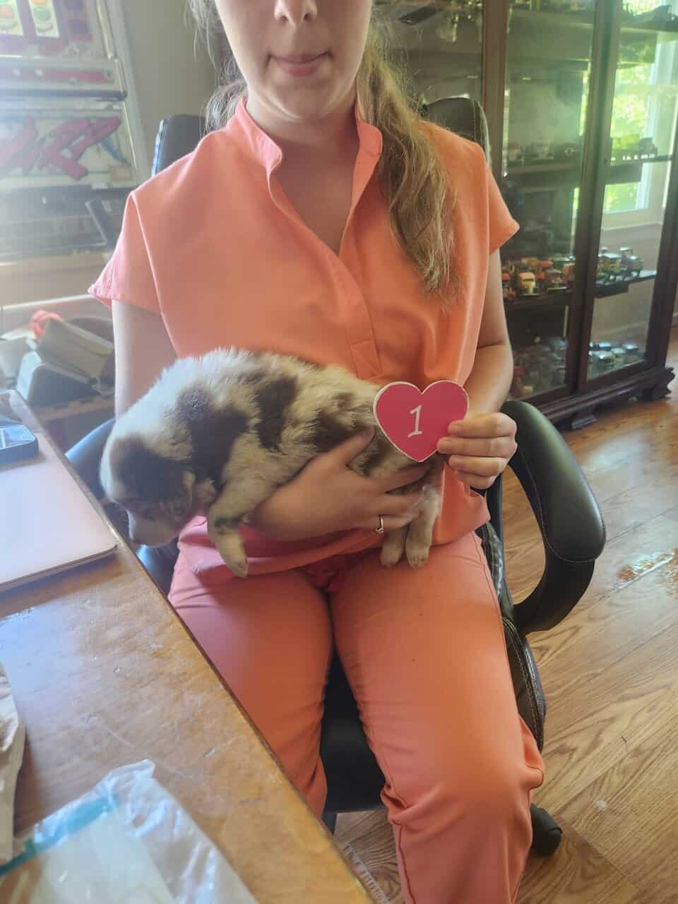 Australian shepherd 1 image 3
