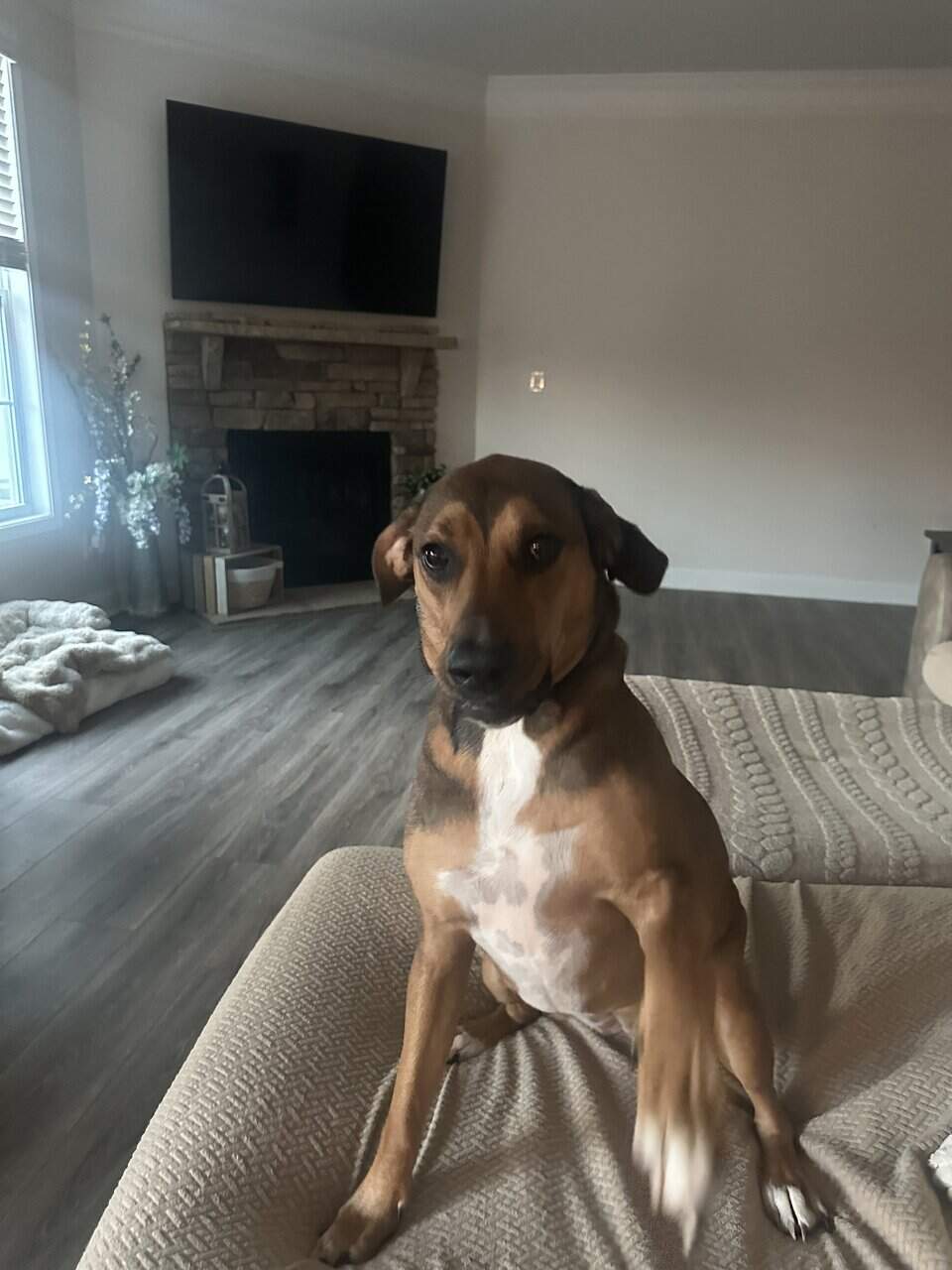 Looking for a good home for 1 year old dog image 5