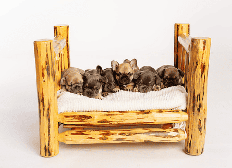 French Bulldogs image 1
