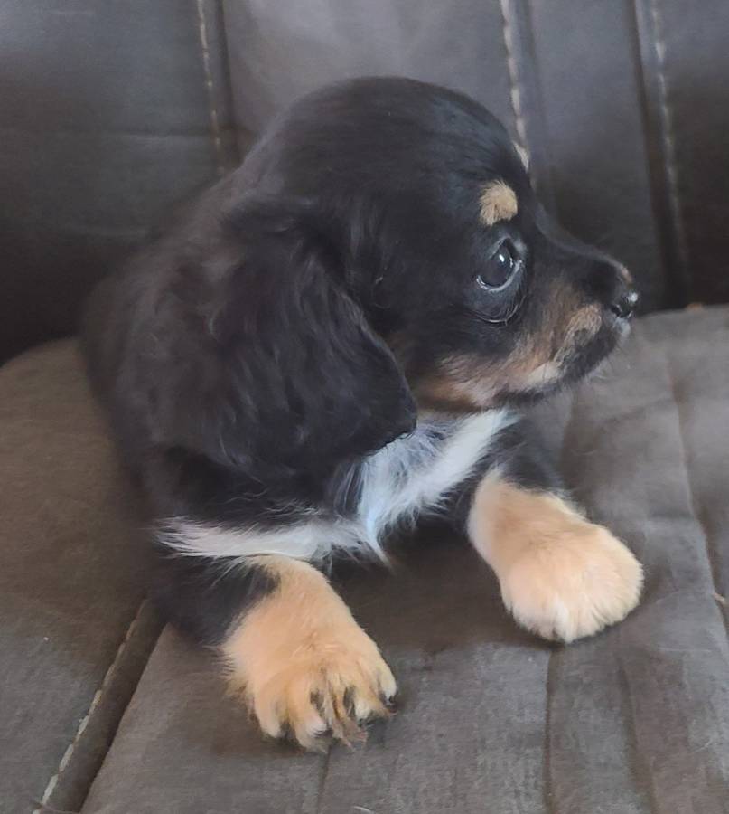 Long haired Chihuahua Mix Puppy seeks forever home image 1