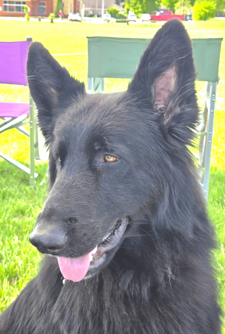 AKC Long Coat German Shepherd image 1