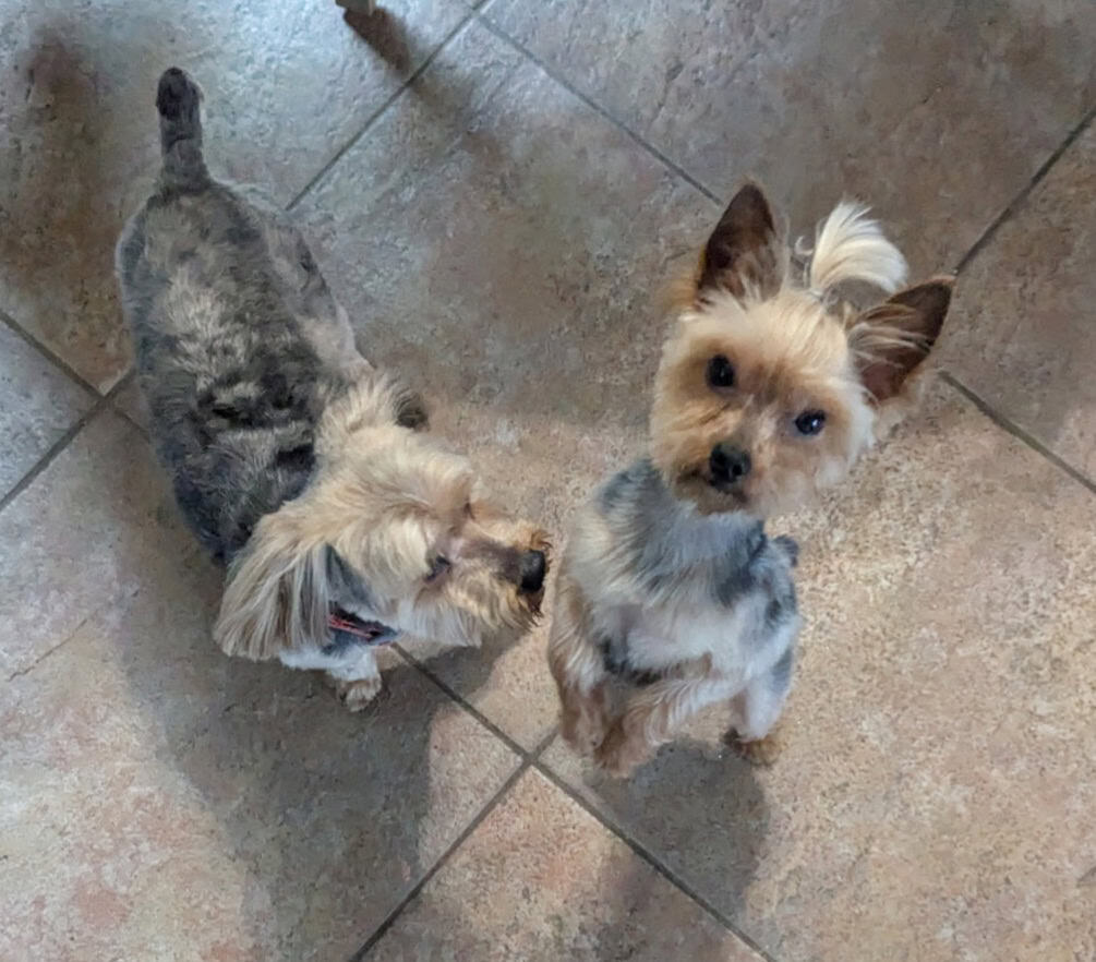 Yorkie Puppies image 2