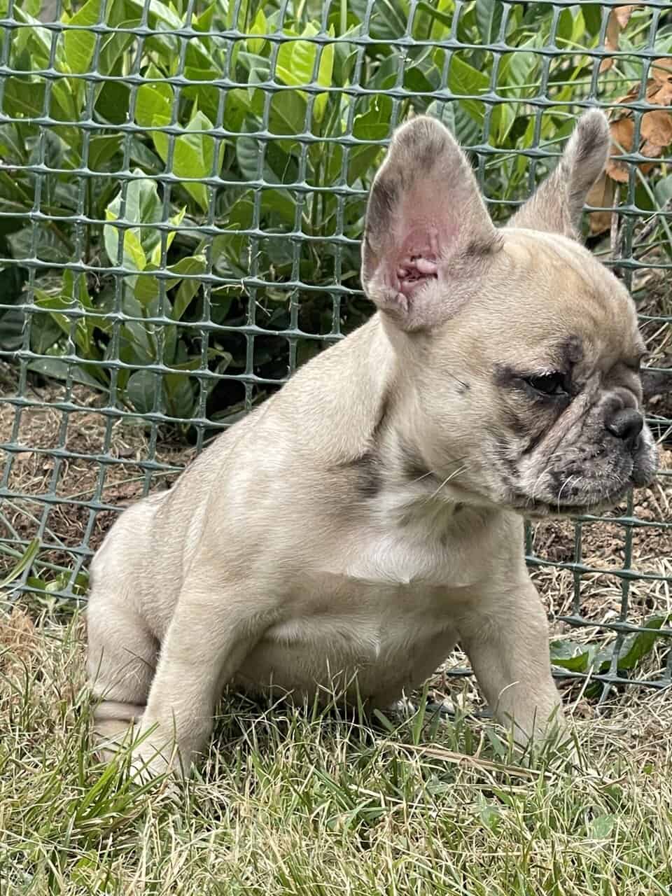 French bulldog Puppy female image 3