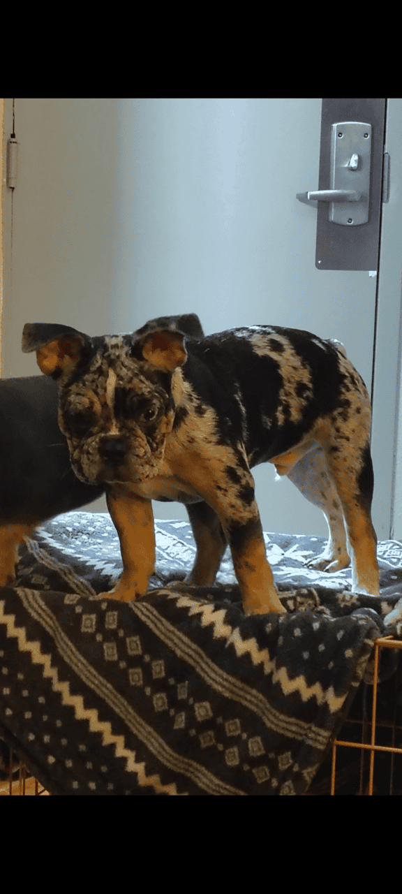 4 Month old Male French bulldog image 2