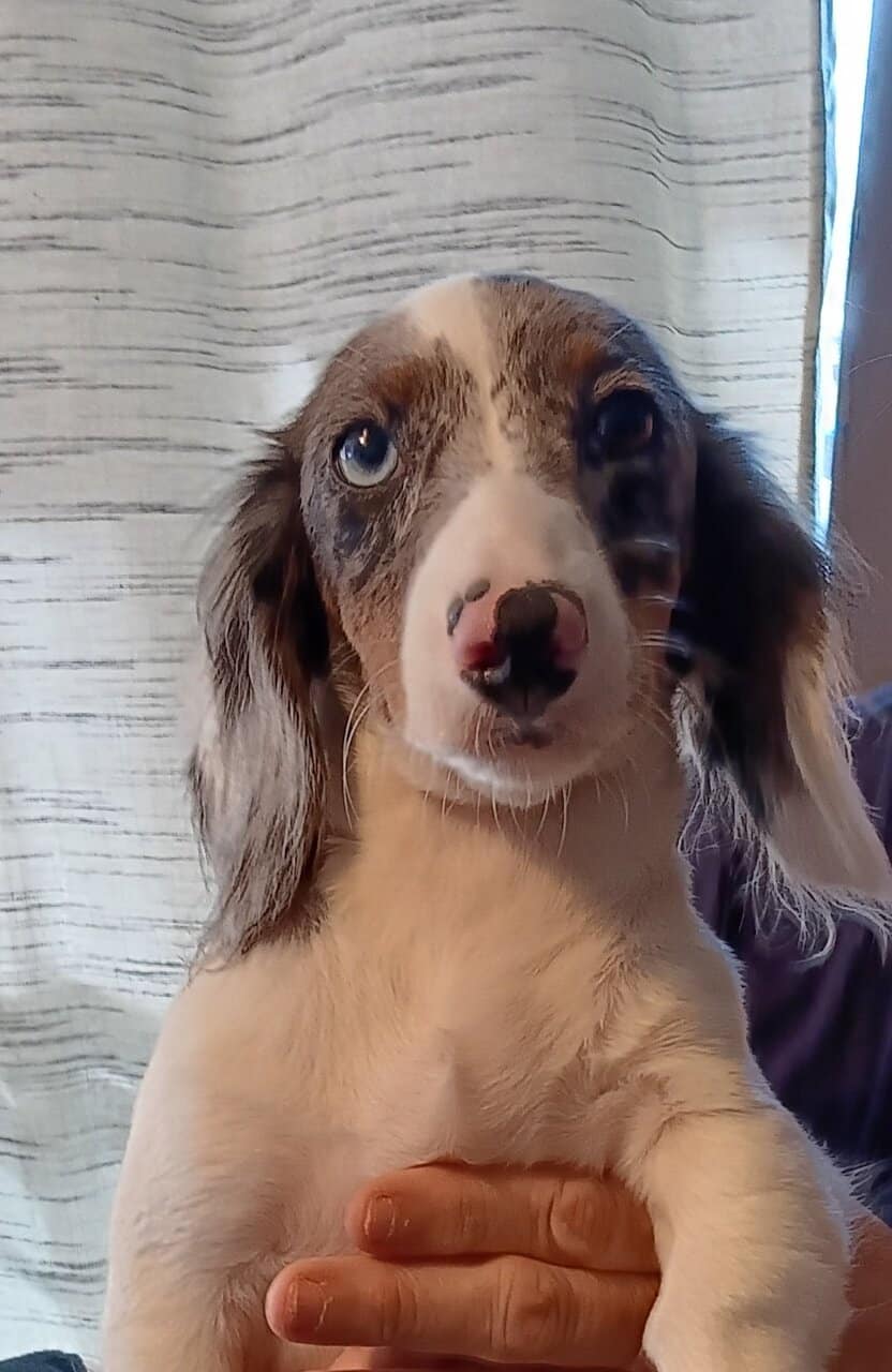 For Sale Miniature CKC Dachshunds Puppies image 4