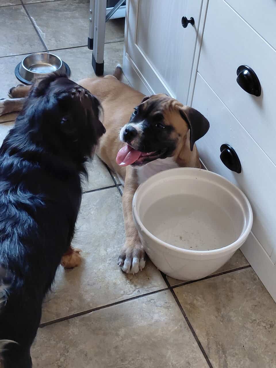 Puppy image 3