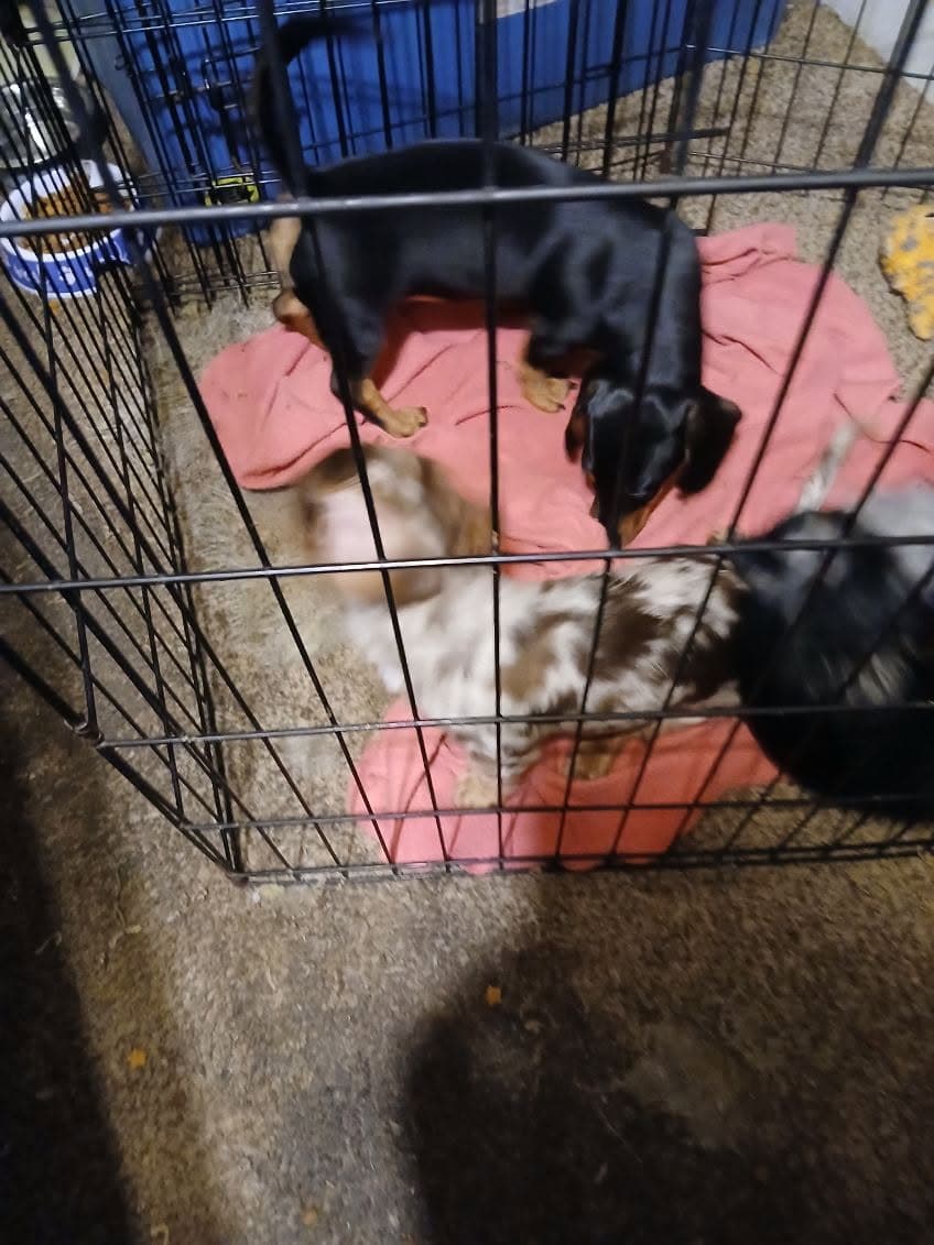 Dachshund puppies image 11