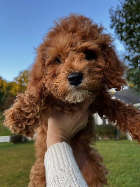 Cavapoo image 1