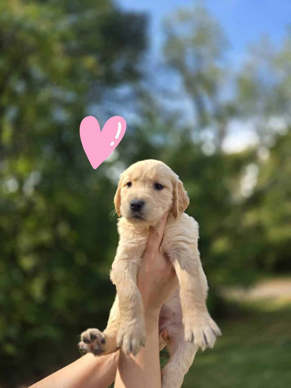 AKC Golden Retriever Puppies image 7