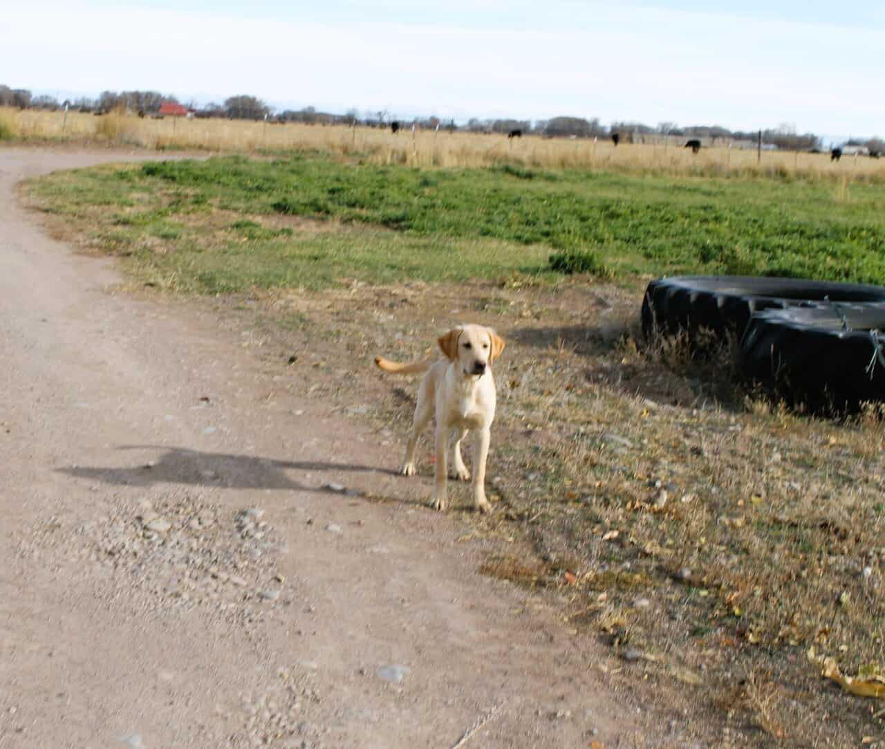 AKC Hunting Lab image 1